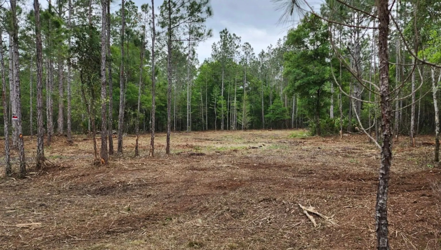 Forest clearing with tall pine stumps