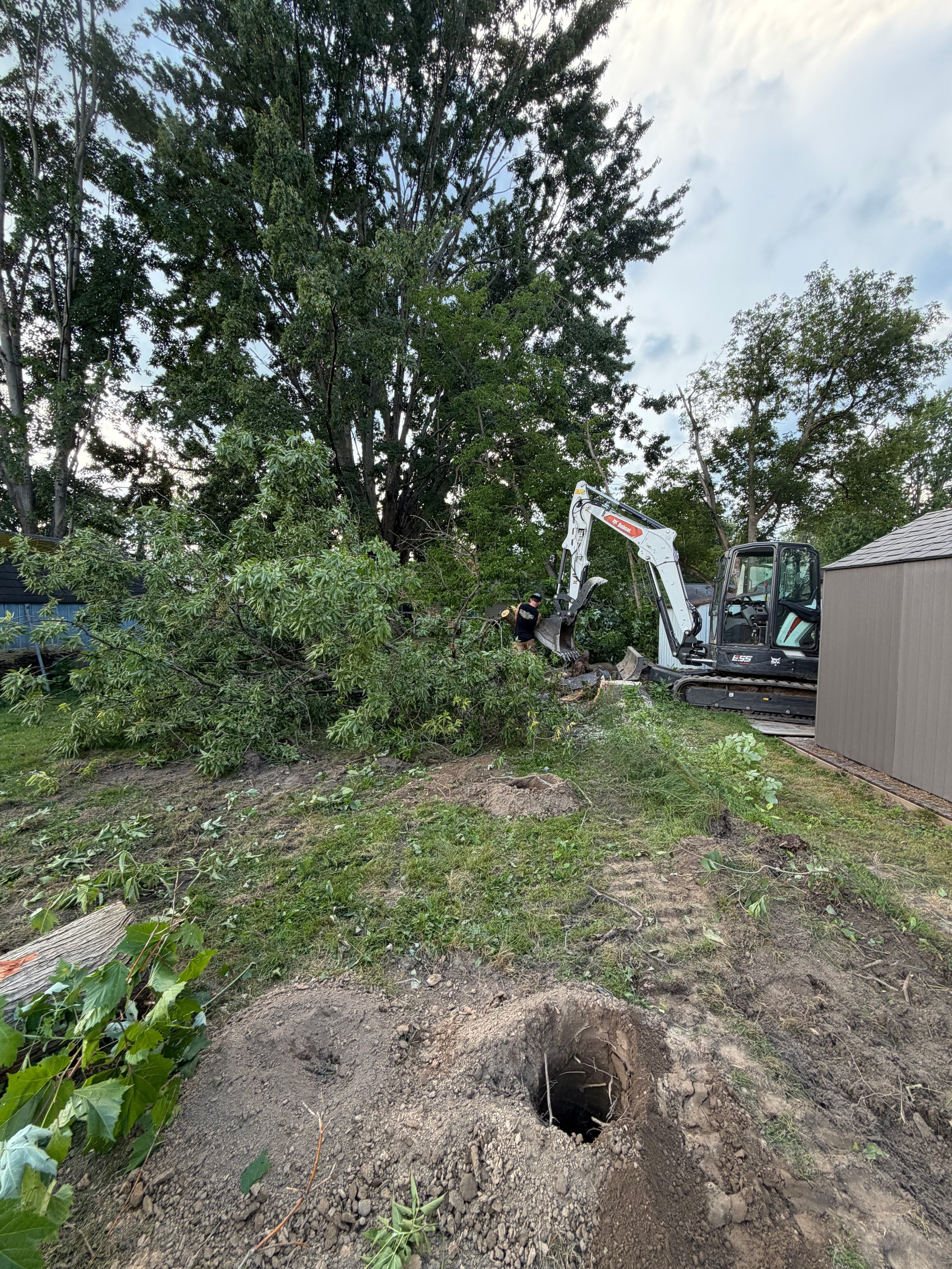Excavator removing large tree and roots