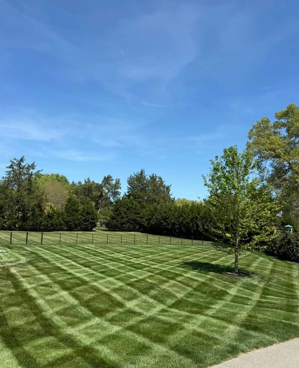 Diamond-pattern lawn with blue sky and tree